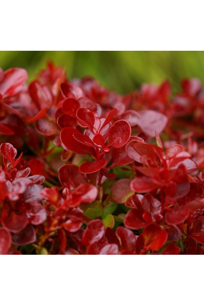 Листя барбариса Лютін Руж